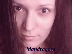 Mandragora