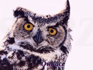 Owlface